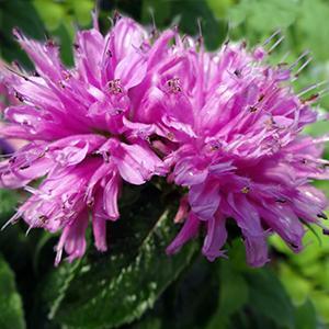 (Bee Balm) Monarda hybrida Petite Delight from Swift Greenhouses