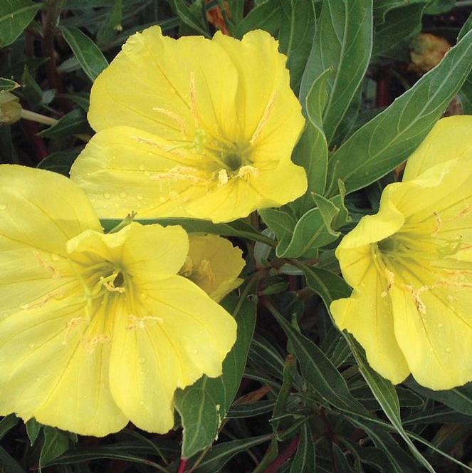 (Missouri Primrose) Oenothera missouriensis from Swift Greenhouses