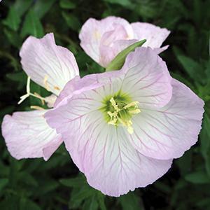 (Showy Primrose) Oenothera berlandieri Siskiyou Pink from Swift Greenhouses