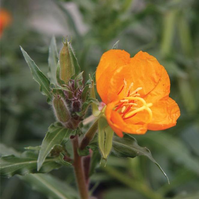 (Evening Primrose) Oenothera versicolor Sunset Boulevard from Swift Greenhouses