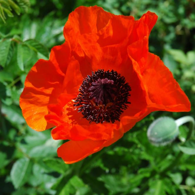 Oriental Poppy Papaver orientale Allegro from Swift Greenhouses