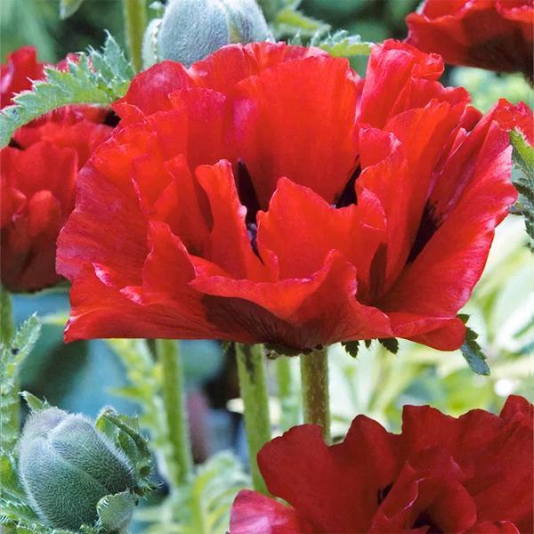 (Oriental Poppy) Papaver orientale Crimson Red from Swift Greenhouses