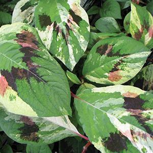 (Fleece Flower) Persicaria filiformis Painter's Palette from Swift Greenhouses