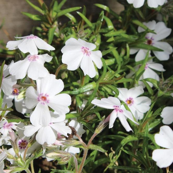 (Creeping Phlox) Phlox subulata Amazing Grace from Swift Greenhouses