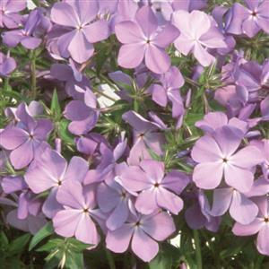 (Woodland Phlox) Phlox divaricata Blue Moon from Swift Greenhouses