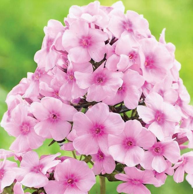 (Garden Phlox) Phlox paniculata Bright Eyes from Swift Greenhouses