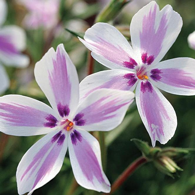 (Creeping Phlox) Phlox subulata Candy Stripes from Swift Greenhouses