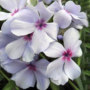 (Woodland Phlox) Phlox hybrida Chattahoochee from Swift Greenhouses