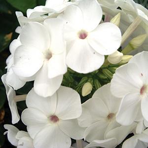 (Garden Phlox) Phlox paniculata David from Swift Greenhouses