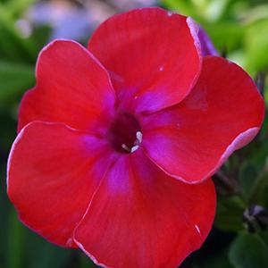 (Garden Phlox) PP # 22,234 Phlox paniculata Flame® Coral from Swift Greenhouses