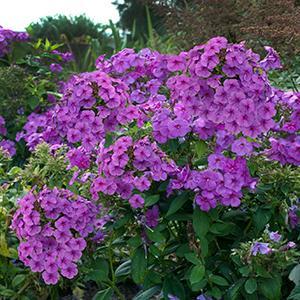 Garden Phlox Phlox Paniculata Flame Purple from Swift Greenhouses