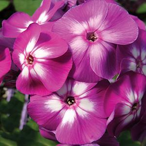 (Garden Phlox) Phlox paniculata Laura from Swift Greenhouses