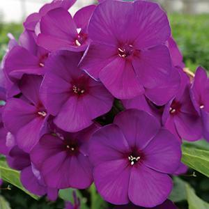 (Garden Phlox) Phlox paniculata Nicky from Swift Greenhouses