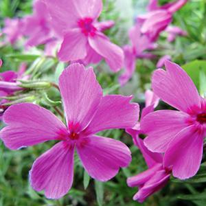 (Creeping Phlox) Phlox subulata Red Wings from Swift Greenhouses