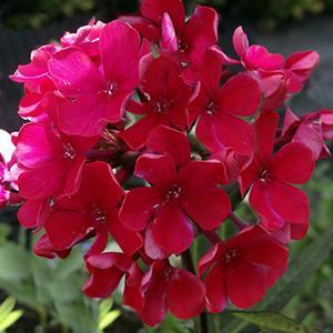 (Garden Phlox) Phlox paniculata Starfire from Swift Greenhouses