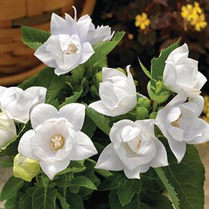 (Balloon Flower) Platycodon grandiflorus Astra Semi-Double White from Swift Greenhouses