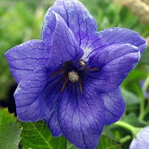 (Balloon Flower) Platycodon grandiflorus Double Blue from Swift Greenhouses