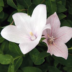 (Balloon Flower) Platycodon grandiflorus Florist Pink from Swift Greenhouses