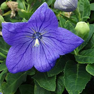 (Balloon Flower) Platycodon grandiflorus Sentimental Blue from Swift Greenhouses