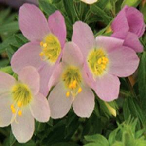 (Jacob's Ladder) Polemonium carneum Apricot Delight from Swift Greenhouses