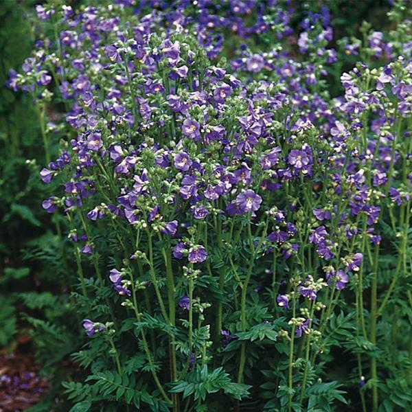 (Jacob's Ladder) Polemonium boreale Heavenly Habit from Swift Greenhouses