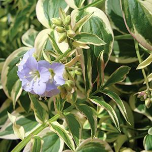 (Jacob's Ladder) Polemonium reptans Stairway to Heaven from Swift Greenhouses