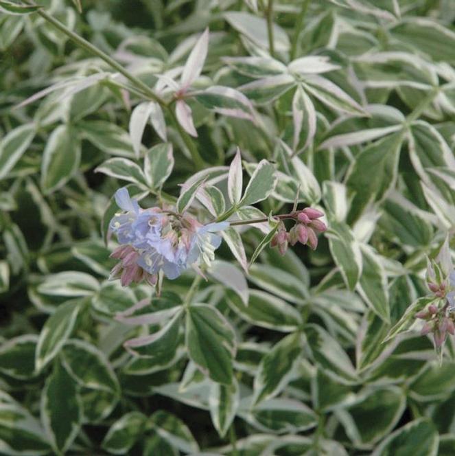 (Jacob's Ladder) PP # 19,768 Polemonium reptans Touch of Class from Swift Greenhouses