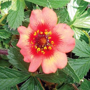 (Cinquefoil) Potentilla nepalensis Miss Willmott from Swift Greenhouses