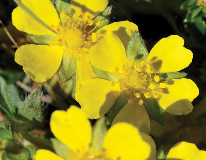 (Five Finger, Cinquefoil) Potentilla aurea Verna from Swift Greenhouses