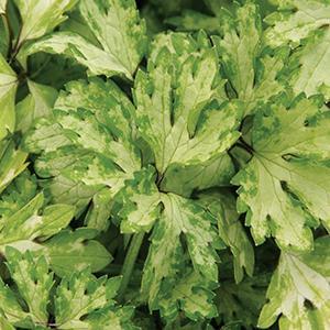 (Creeping Buttercup) Ranunculus repens Buttered Popcorn from Swift Greenhouses