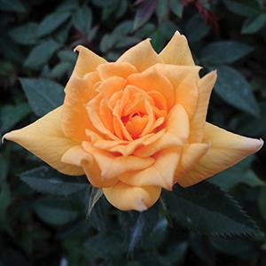 (Hardy Miniature Rose) Rose Miniature Nu Gold from Swift Greenhouses