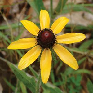 (Black Eyed Susan) Rudbeckia hirta (Native) from Swift Greenhouses