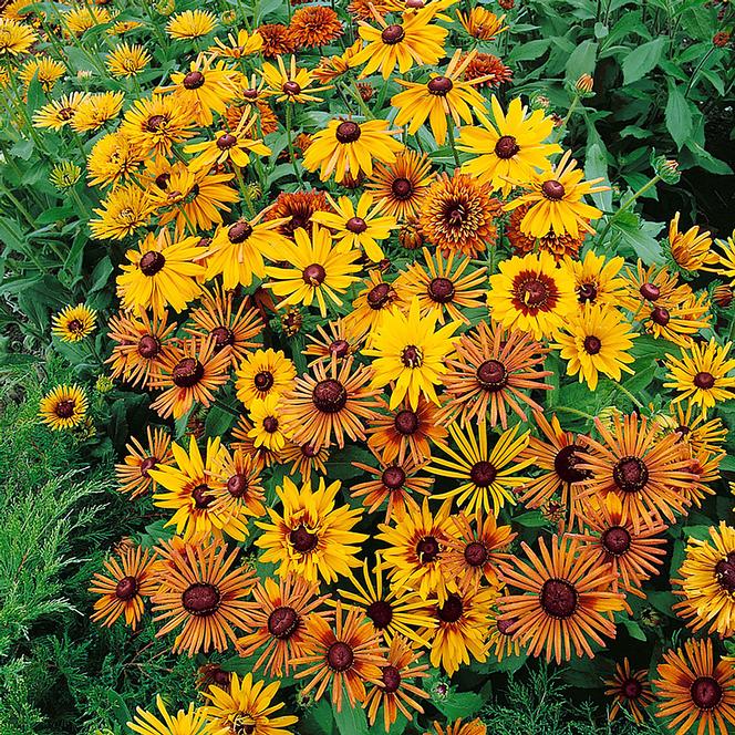 (Black Eyed Susan) Rudbeckia hirta Chim Chiminee from Swift Greenhouses