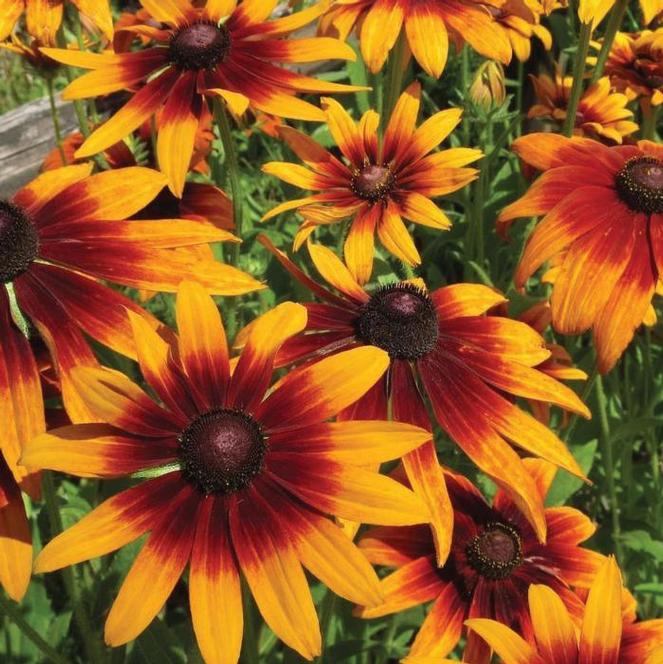 (Black Eyed Susan) Rudbeckia hirta Chocolate Orange from Swift Greenhouses