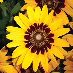 (Black Eyed Susan) Rudbeckia hirta Denver Daisy from Swift Greenhouses