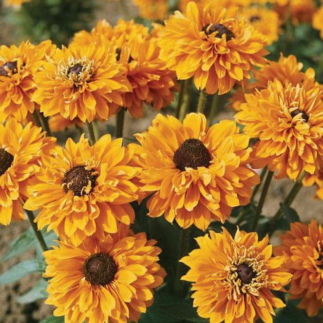 (Black Eyed Susan) Rudbeckia hirta Goldilocks from Swift Greenhouses