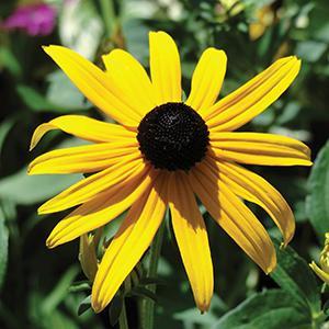 (Black Eyed Susan) Rudbeckia fulgida Goldsturm from Swift Greenhouses