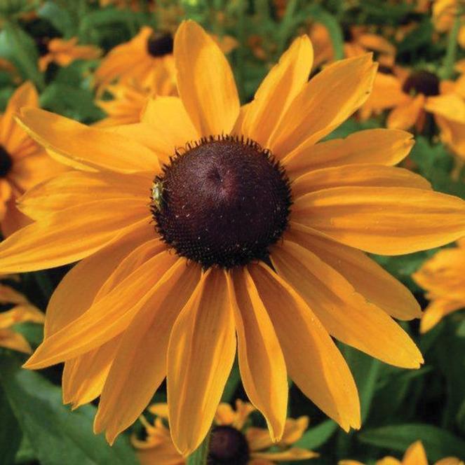 (Black Eyed Susan) Rudbeckia hirta Marmalade from Swift Greenhouses