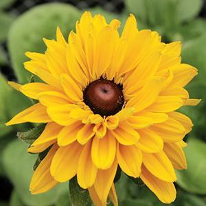 (Black Eyed Susan) Rudbeckia hirta Maya from Swift Greenhouses