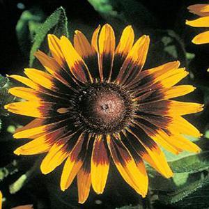 (Black Eyed Susan) Rudbeckia hirta Sonora from Swift Greenhouses