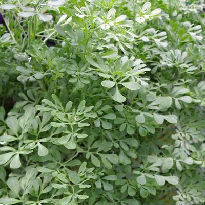 (Rue) Ruta graveolens Blue Mound from Swift Greenhouses