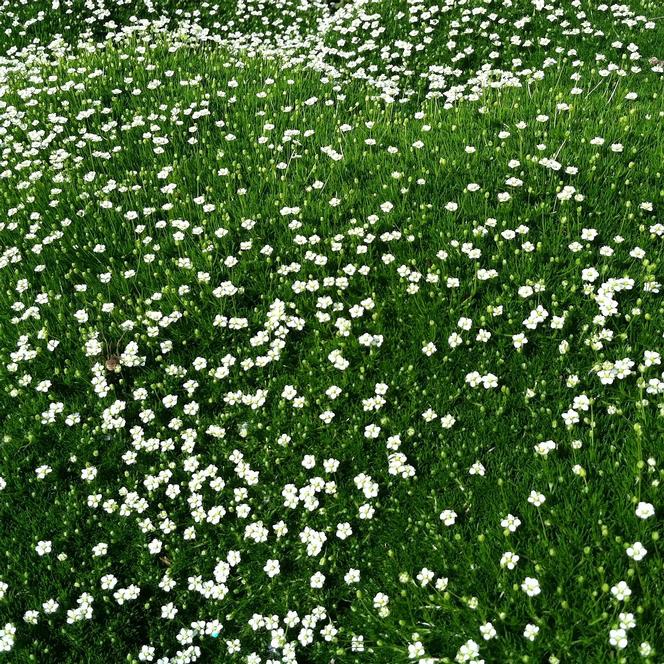 (Irish Moss) Sagina subulata Crispy from Swift Greenhouses