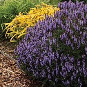 (Meadow Sage) Salvia nemorosa Blue Hills from Swift Greenhouses