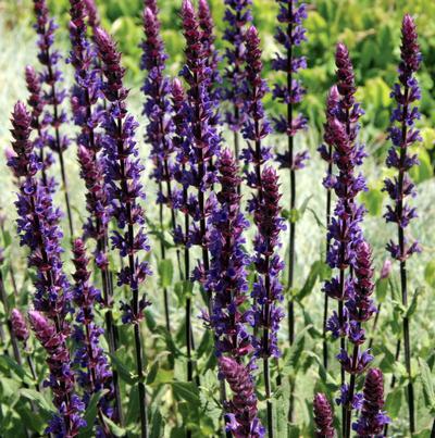 (Meadow Sage) Salvia nemorosa Caradonna from Swift Greenhouses