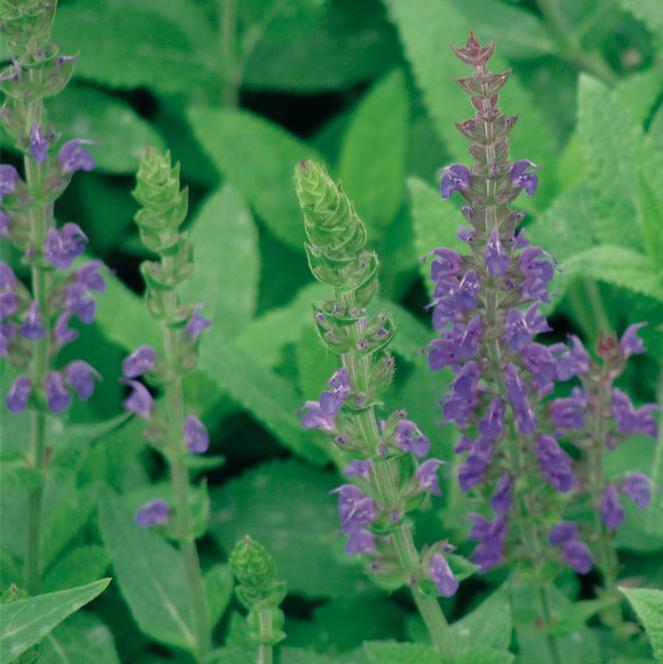 (Meadow Sage) Salvia nemorosa East Friesland from Swift Greenhouses