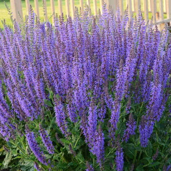 (Meadow Sage) Salvia nemorosa May Night from Swift Greenhouses