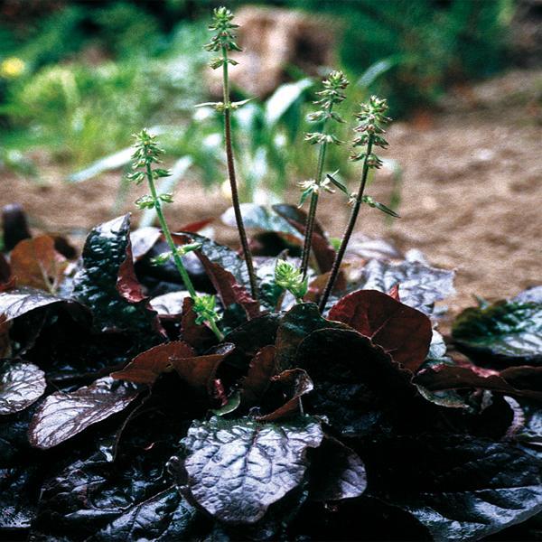 (Meadow Sage) Salvia lyrata Purple Volcano from Swift Greenhouses