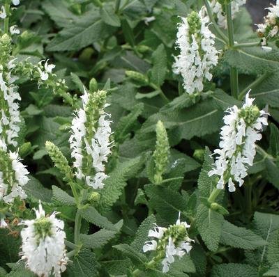 (Meadow Sage) Salvia nemorosa Snow Hill from Swift Greenhouses