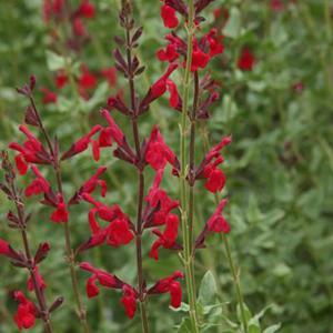 (Mexican / Mountain Sage) Salvia darcyi x microphylla Windwalker Royal Red® from Swift Greenhouses