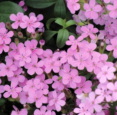 (Soapwort) Saponaria ocymoides from Swift Greenhouses